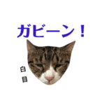 まんまるこったんスタンプ（個別スタンプ：33）