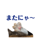 まんまるこったんスタンプ（個別スタンプ：35）