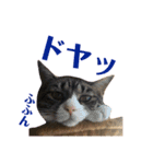 まんまるこったんスタンプ（個別スタンプ：36）