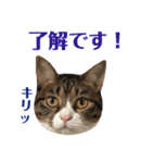 まんまるこったんスタンプ（個別スタンプ：37）