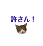 まんまるこったんスタンプ（個別スタンプ：38）