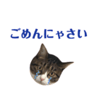 まんまるこったんスタンプ（個別スタンプ：39）