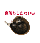 まんまるこったんスタンプ（個別スタンプ：40）