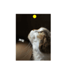 愛猫のいちご（個別スタンプ：1）