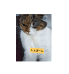 愛猫のいちご（個別スタンプ：2）