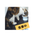愛猫のいちご（個別スタンプ：3）
