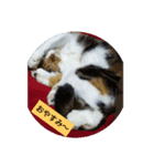愛猫のいちご（個別スタンプ：4）