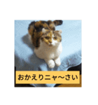 愛猫のいちご（個別スタンプ：5）