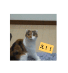 愛猫のいちご（個別スタンプ：6）