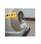 愛猫のいちご（個別スタンプ：7）