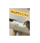 愛猫のいちご（個別スタンプ：8）