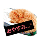 トイプードル,,アトム君スタンプ（個別スタンプ：6）