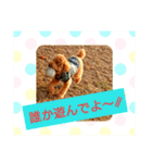 トイプードル,,アトム君スタンプ（個別スタンプ：9）