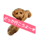 トイプードル,,アトム君スタンプ（個別スタンプ：14）