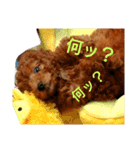 トイプードル,,アトム君スタンプ（個別スタンプ：15）