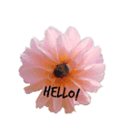 日常会話～お花～（個別スタンプ：1）