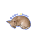 うちのチワワくん（個別スタンプ：3）