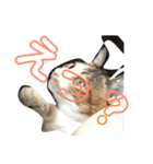 日常会話 生活。（個別スタンプ：3）