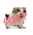 日常会話 生活。（個別スタンプ：14）