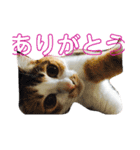 日常会話 生活。（個別スタンプ：15）