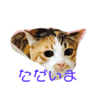 日常会話 生活。（個別スタンプ：16）
