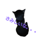 黒猫の運くん。（個別スタンプ：3）