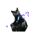黒猫の運くん。（個別スタンプ：7）