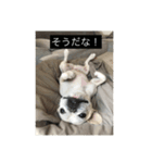 とらおさん（個別スタンプ：4）