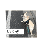 とらおさん（個別スタンプ：5）
