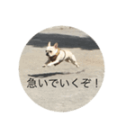 とらおさん（個別スタンプ：9）