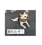 とらおさん（個別スタンプ：12）