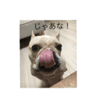 とらおさん（個別スタンプ：16）