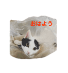 ハンスとふじ（個別スタンプ：1）