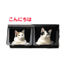 ハンスとふじ（個別スタンプ：2）
