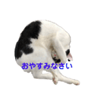 ハンスとふじ（個別スタンプ：5）