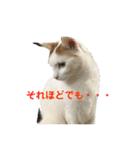 ハンスとふじ（個別スタンプ：11）