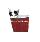 ハンスとふじ（個別スタンプ：14）