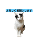 ハンスとふじ（個別スタンプ：23）