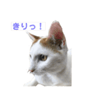 ハンスとふじ（個別スタンプ：28）
