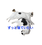 ハンスとふじ（個別スタンプ：39）