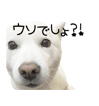 北海道犬の小雪です。（個別スタンプ：7）