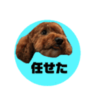 トイプードル茶坊スタンプ6（個別スタンプ：10）