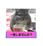 うさぎのち晴れ♪
時々⭐ちんちら⑤（個別スタンプ：3）