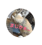 うさぎのち晴れ♪
時々⭐ちんちら⑤（個別スタンプ：6）