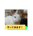うさぎのち晴れ♪
時々⭐ちんちら⑤（個別スタンプ：10）