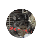 うさぎのち晴れ♪
時々⭐ちんちら⑤（個別スタンプ：11）