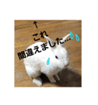 うさぎのち晴れ♪
時々⭐ちんちら⑤（個別スタンプ：12）