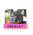 うさぎのち晴れ♪
時々⭐ちんちら⑤（個別スタンプ：13）
