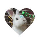うさぎのち晴れ♪
時々⭐ちんちら⑤（個別スタンプ：14）