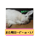 うさぎのち晴れ♪
時々⭐ちんちら⑤（個別スタンプ：15）